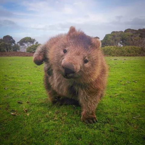 PsBattle: Wombat in a field
