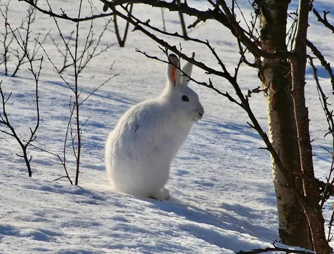 🔥 Mountain hare