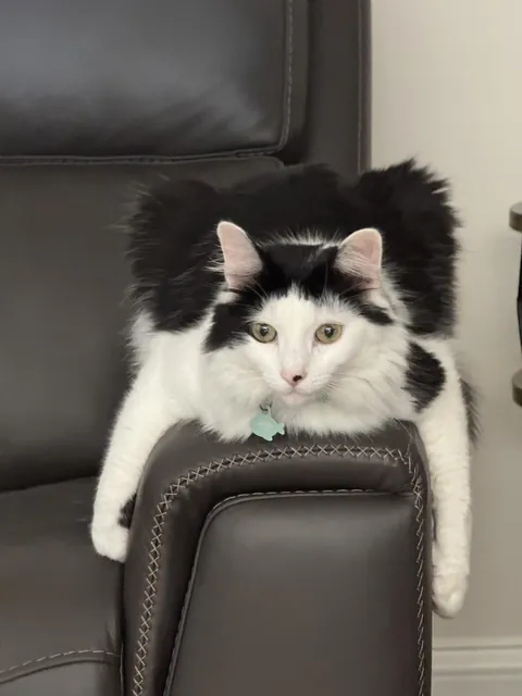 Apparently my cat’s been working out