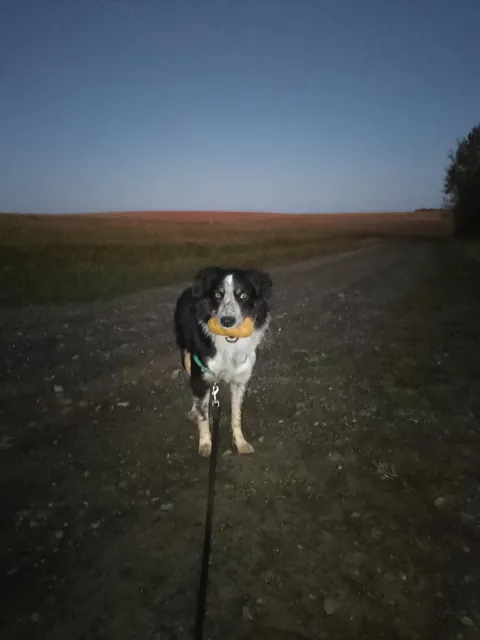 Moxie and her potato friendships... Small potato, big potato, weird potato 🥔❤️🐾