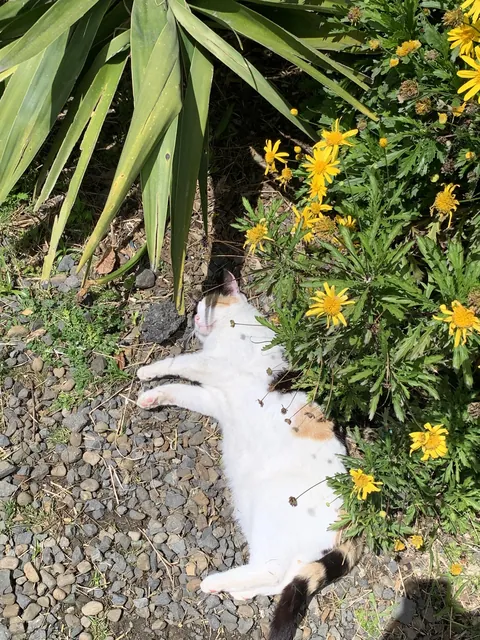 The farm's only mouser asleep on the job