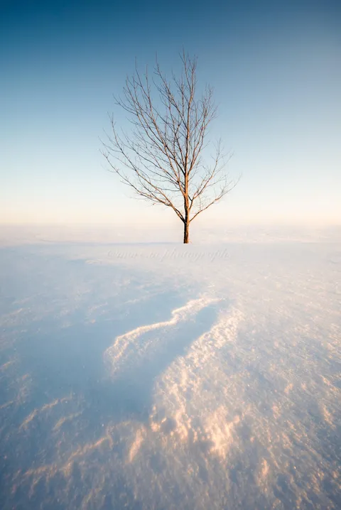 A lone tree