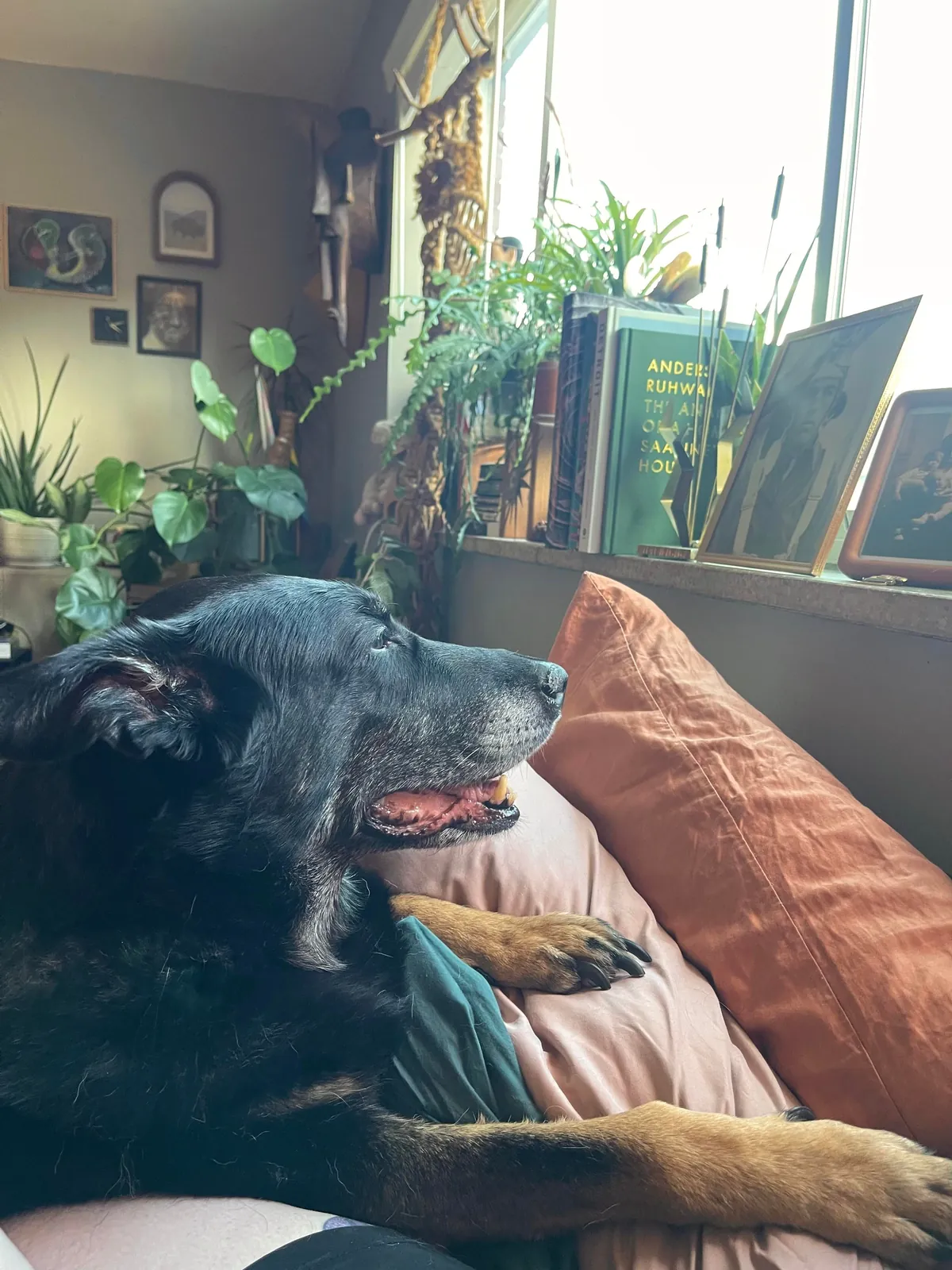 Our little sanctuary studio, just me and the pup