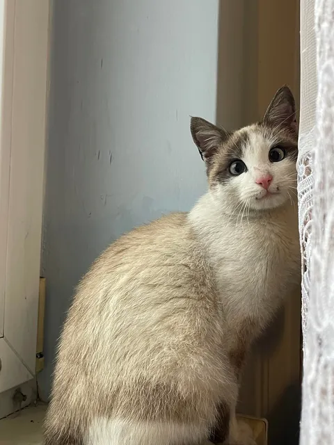 I’ve never seen a cat that looks like this.