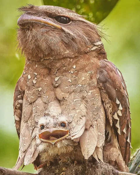 🔥 A young Large Frogmouth peeking out of its mother’s feathers 🔥