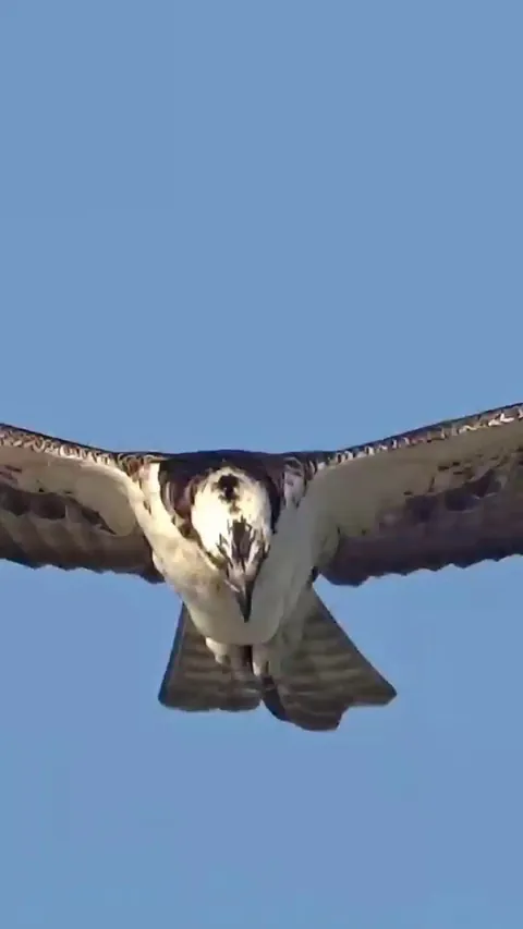 🔥 Osprey hovering effortlessly. Absolutely mesmerizing