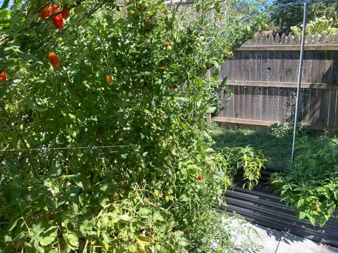 I accidentally created a monster