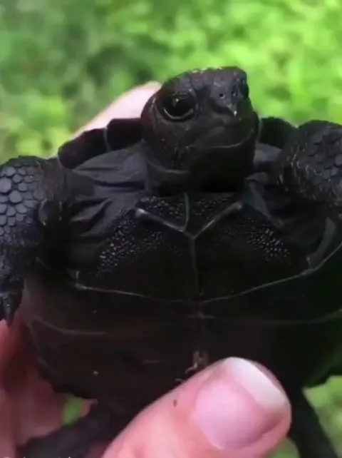 🔥 Black Galapagos tortoise 🐢