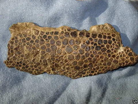 Fossilized dinosaur skin