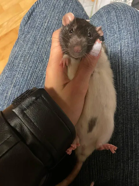 My little princess Kiwi - please welcome a cute rat refugee girl from Ukraine