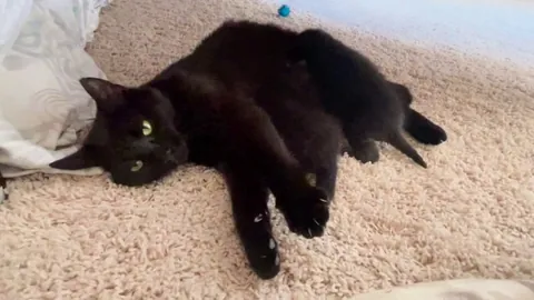 Rescued a void mama and her little black beans