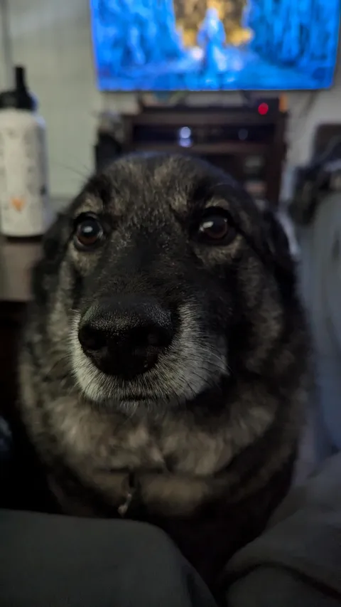 Elkhound pupper doin a big concern when I get annoyed with a boss in Elden Ring - a good pat on the head cures all!