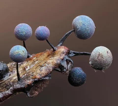 🔥 The infinitesimal, alien world of slime molds 🔥