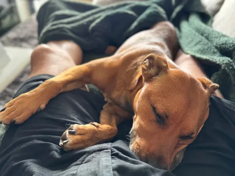 He helps me live a healthy life, both physically and mentally. He’s my little potato, Hector☺️🐕