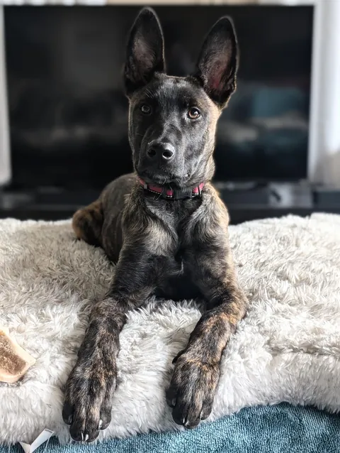 Think I got an order of Daddy Long Legs instead of a pupper !