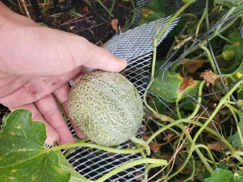 Why do my cucumber look like theyre turning into watermelons? Help pls.