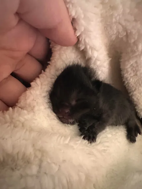 It was only a week to us, but it was their whole life.