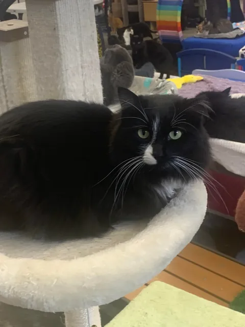 I just hit two years helping at the local animal shelter!