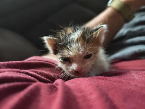 Egg, right after pooping on his sister Fried Rice's head