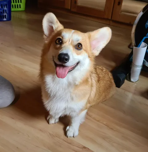 Guess who just got two dinners because mom and dad forgot to communicate!