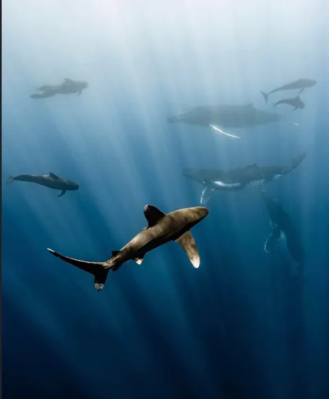 Photographer Rachel Moore captures stunning Photos of whales and sharks