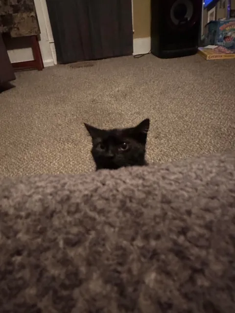 This is my cat Mooch. I think he’s cute.