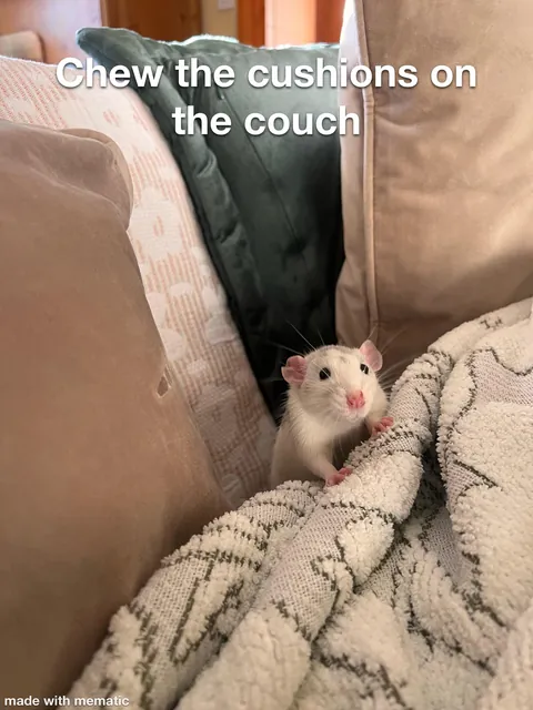 Crimes my rats committed this week