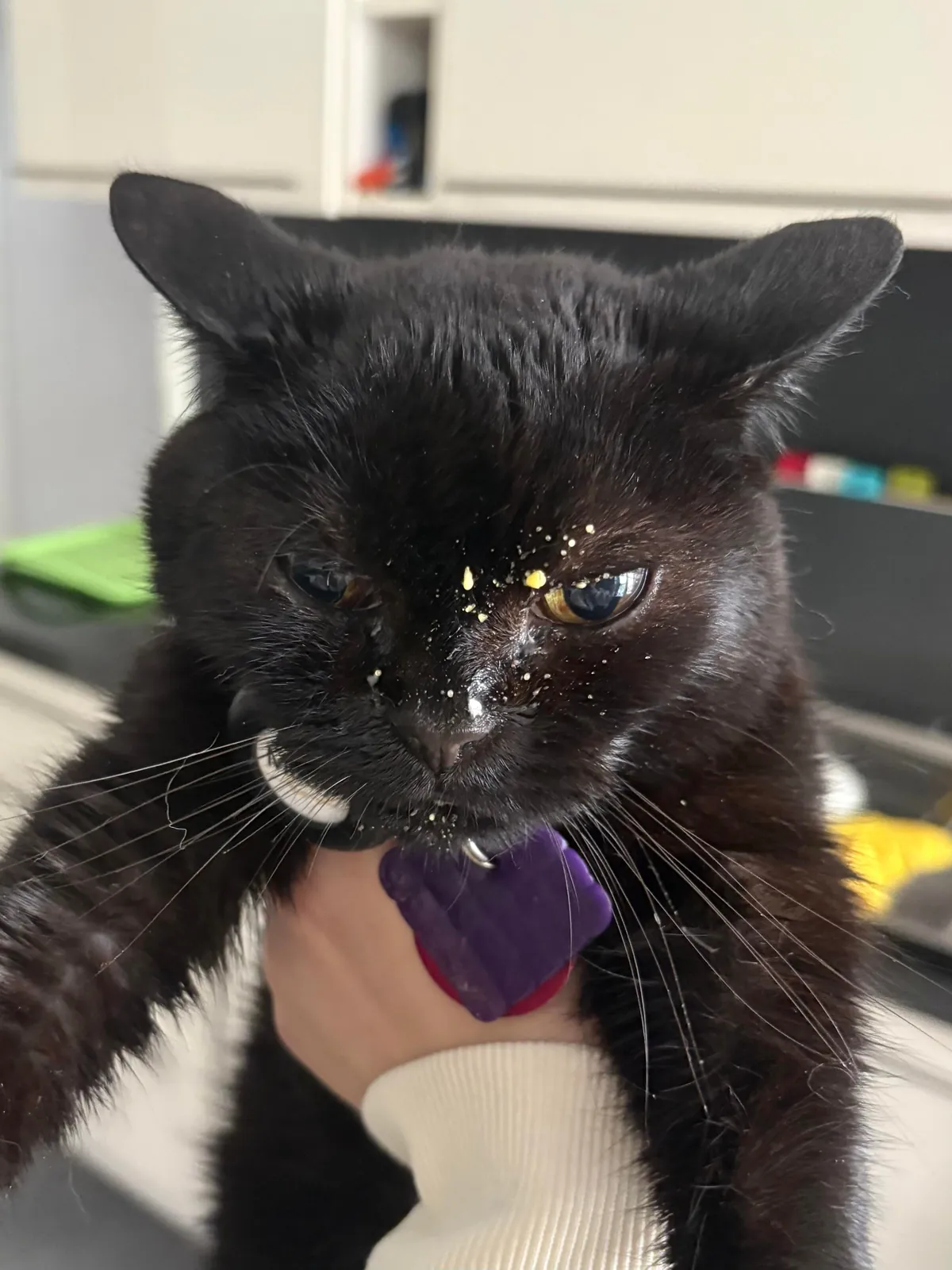 Left some sauce on the counter while I was outside and when I came back some was missing. I wonder who did it