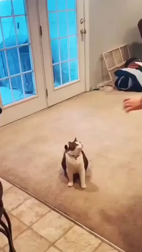 Give Paw...? Nah! Something better