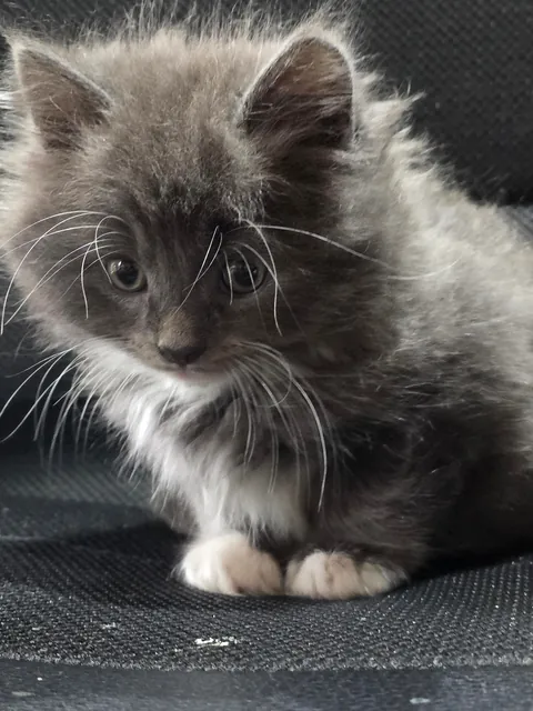 Found him abandoned in a nature reserve