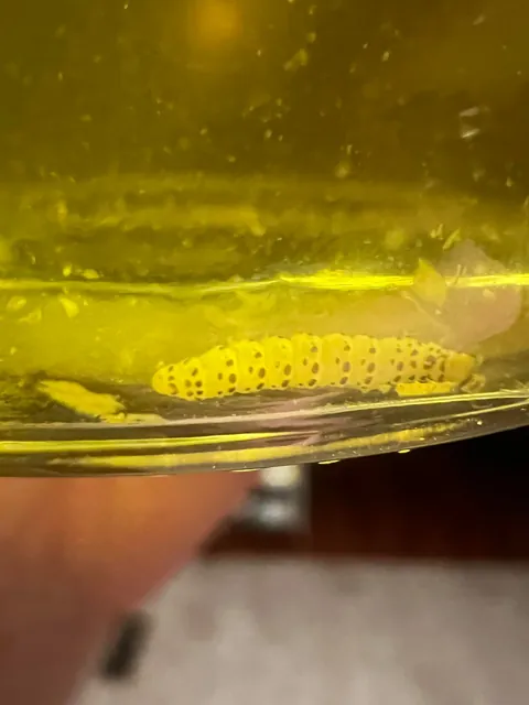 I found a worm in the jar of pickles I just ate