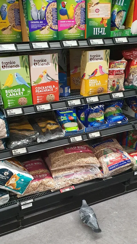 A pigeon in the bird food aisle