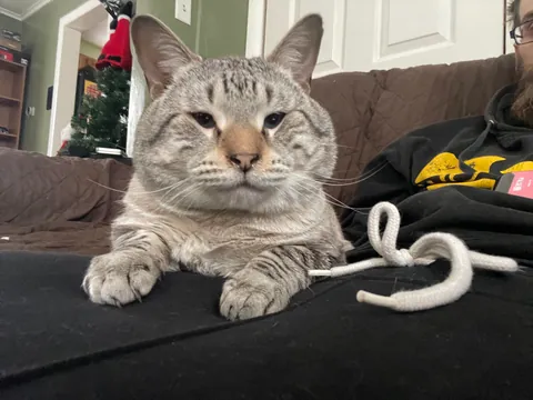 My house came with a cat