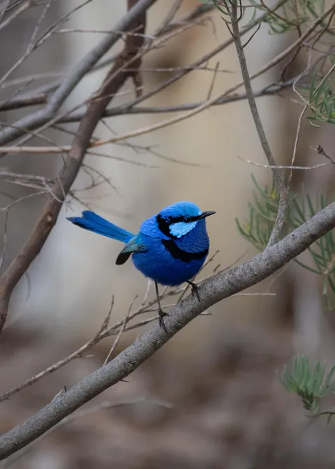 ITAP of A Blue Wren.