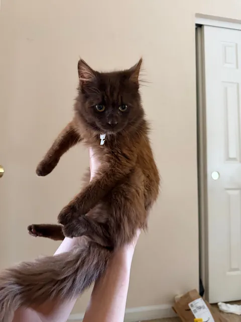 I have to show off!! Just adopted my Mocha 🤎