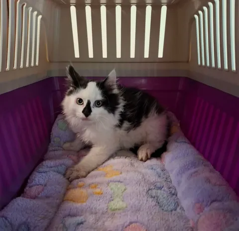 Just a little guy we found under our car, turns out he's pretty chill