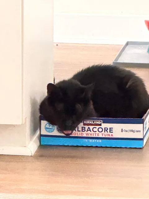 This is Sir Loin, my 16 year old cat. He looks like a blob but very much a distinguished gentleman