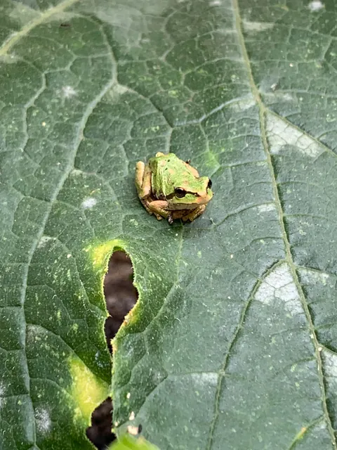 Frogs all over the garden yesterday