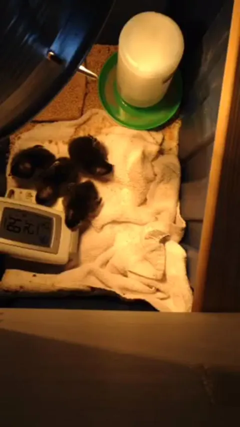 Use an old IPhone and a generic Facebook account as a monitoring service. Wanted to ensure our baby chickens were okay so I Facebook lived it under private for 24 hour monitoring from anywhere.