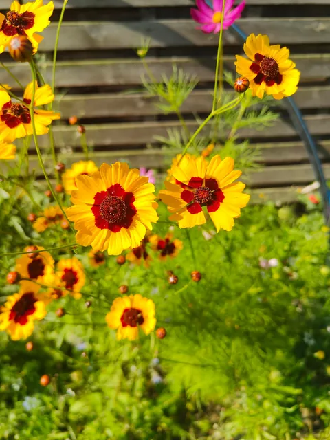 No one cares much about my flowers so I thought to share them here