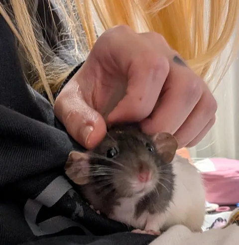 I can't explain it, but my boys fur smells like cake 🍰