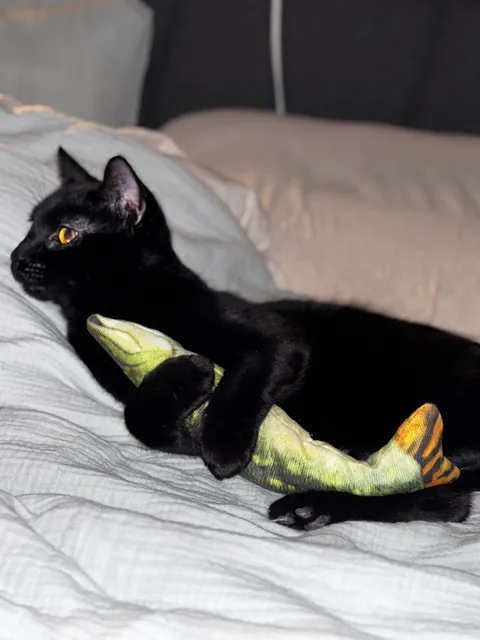 Everyone, meet Gazpacho. My 8th month old rescue!