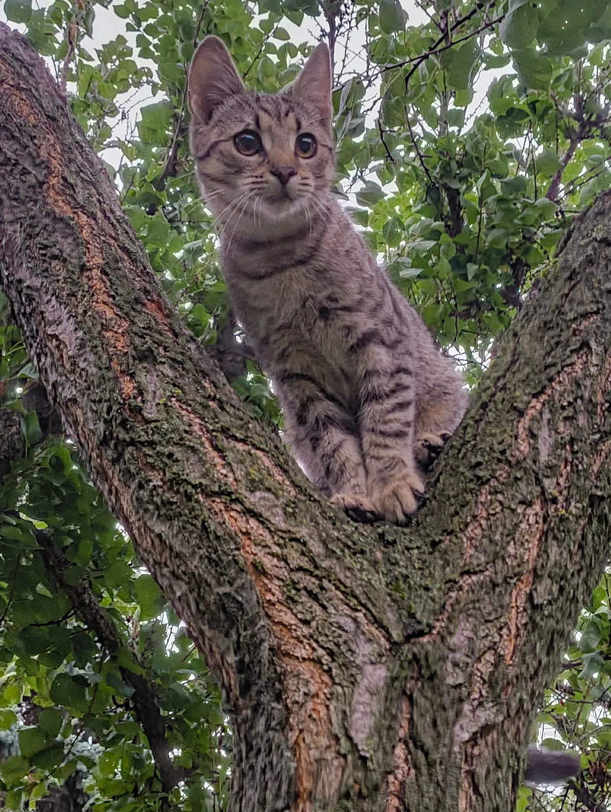 Update: the cat came back!!!!