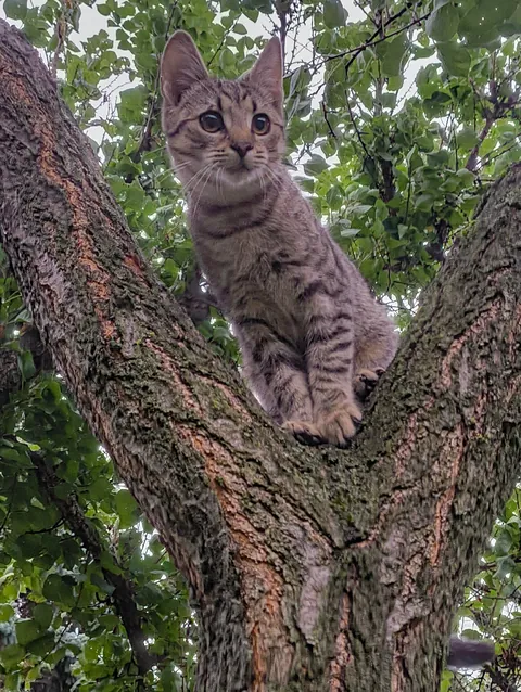 Update: the cat came back!!!!