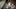 [/r/Vixen_Media_Group_XXX] BLACKEDRAW and lovely babes being prone boned by BBCs