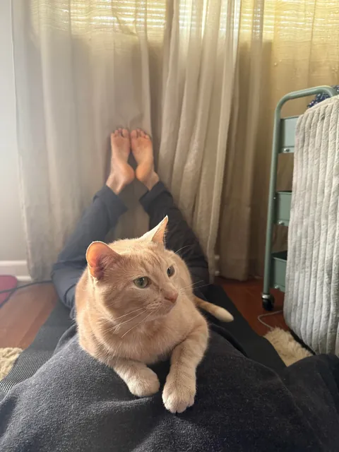 Come to Georgie’s Chiropractor Clinic for his adjustment by biscuit making special.