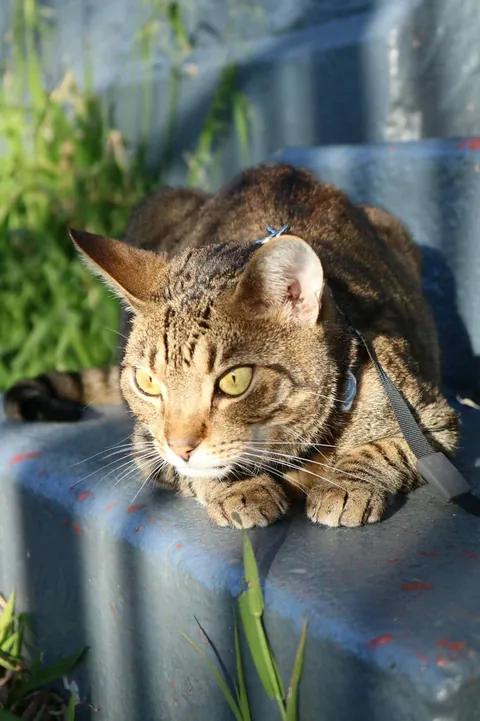 Took Gabagool on a nice walk today and he kissed a girl
