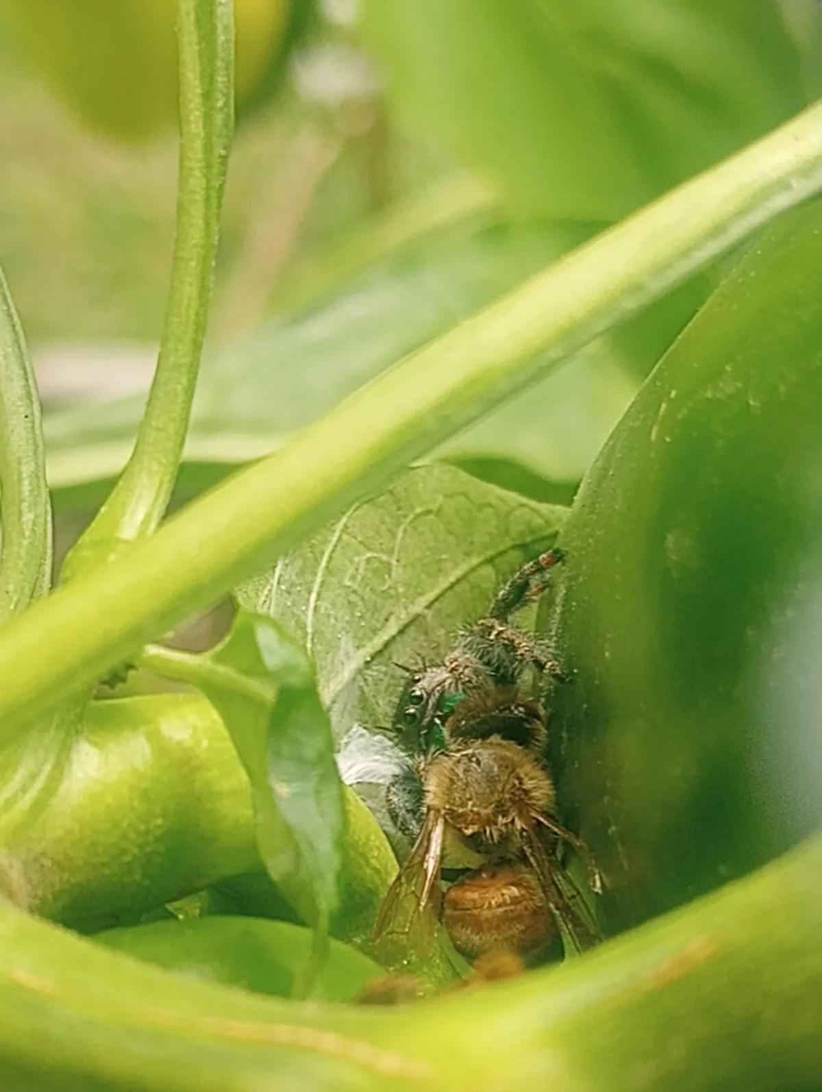 I just love all the jumping spiders I find in my garden!