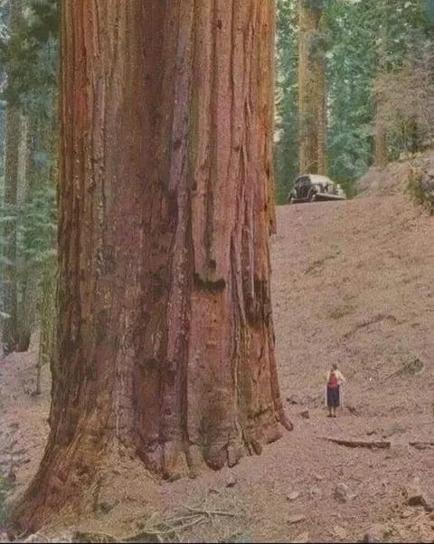 A woman standing next to a Redwood tree, 1950’s