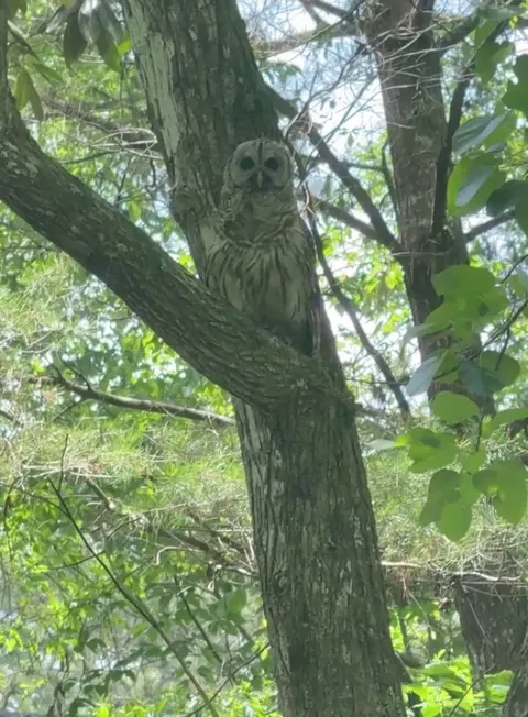 🔥Barred owl in my yard going about its business